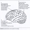 Neural Systems for Reading
